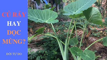Các đặc điểm nhận biết cây Dọc Mùng và cây Ráy ngứa