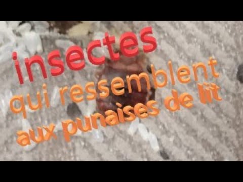 Vidéo: Larves d'insectes : à quoi elles ressemblent, comment s'en débarrasser et types