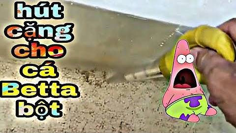 Hút cặn cho cá BETTA bột và Châm nước cho cá đơn giản | Tập 10
