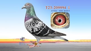 【林書安】T23-209994