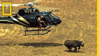 See What It Takes to Hide a Secret Tracker in a Rhino Horn | Short Film Showcase