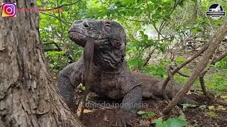 Komodo Dragon eats a Turtle تنين الكومودو يلتهم السلحفاة