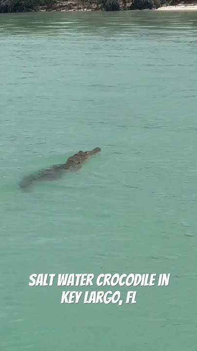 6 foot salt water crocodile in Key Largo, Fl #animals #crocodile #