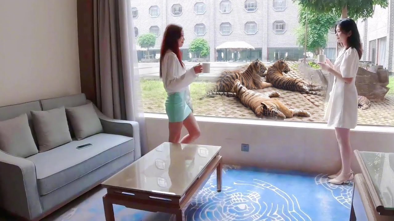 Tiger Room Tiger Hotel: What is it like to live in a room with a tiger? - YouTube