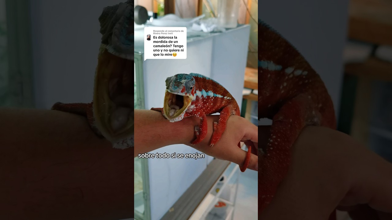 Duele la mordida de un camaleón 🤔? 