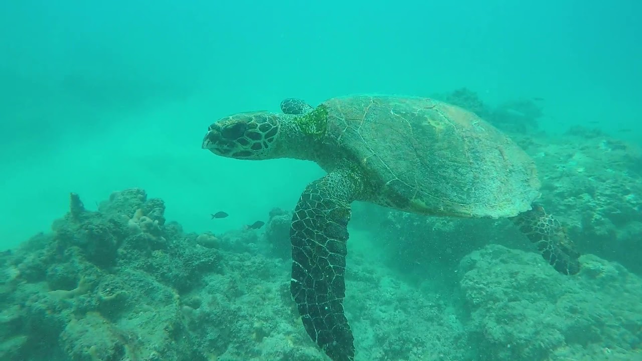 Face-to-face with a sea turtle near Caño Island, Costa Rica - YouTube