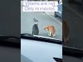 Villains are NOT just in movies 😂| Cats are waiting to attack on pigeon #funny #cats #pigeon #shorts