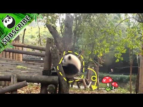 Clever panda baby hides himself after falling from shelf