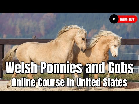 دوره آنلاین Ponnies و Cobs ولزی در ایالات متحده