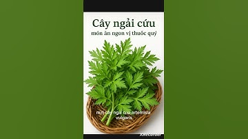 Cây ngải cứu - Món ăn ngon, vị thuốc quý, ai nên và không nên dùng?