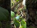 Parson’s chameleon bioactive naturalistic terrarium! #bioactive #chameleon #reptiles #terraria