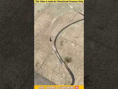 Amazing_brain_used_for_pet_fish_💯🤯|By Fact King|#shorts_viral #shortsfeed #shorts