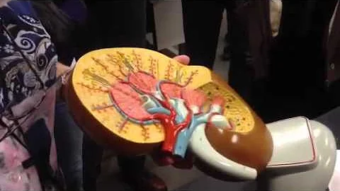 Urinary System Kidney Models