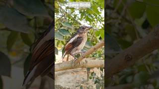 Birds Save Birds #Birds #nature #plants #Shorts #earth #GoGreen #FreeBirds