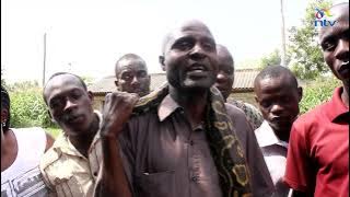 Busia: Funyula residents capture a python that has been killing their goats