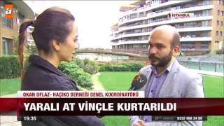 Yaralı Atı Ölüme Terk Ettiler - Atv Ana Haber