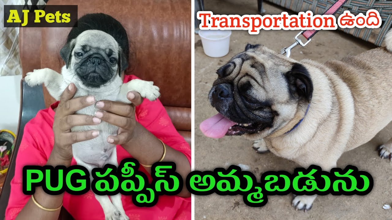 top quality pug puppies for sale in telugu / 9912029304 / dog market Vijayawada YouTube
