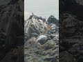 Sonidos Olas Pelicanos sobre rocas | Sound of Waves pelicans #shorts #naturesounds #naturevideo