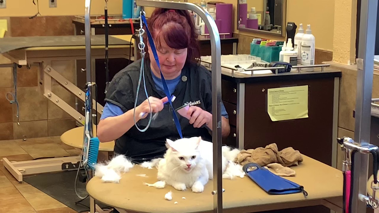 Casper’s Haircut 6102019 YouTube