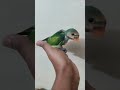 শেষ কয়েকটি বাচ্ছা বিক্রি