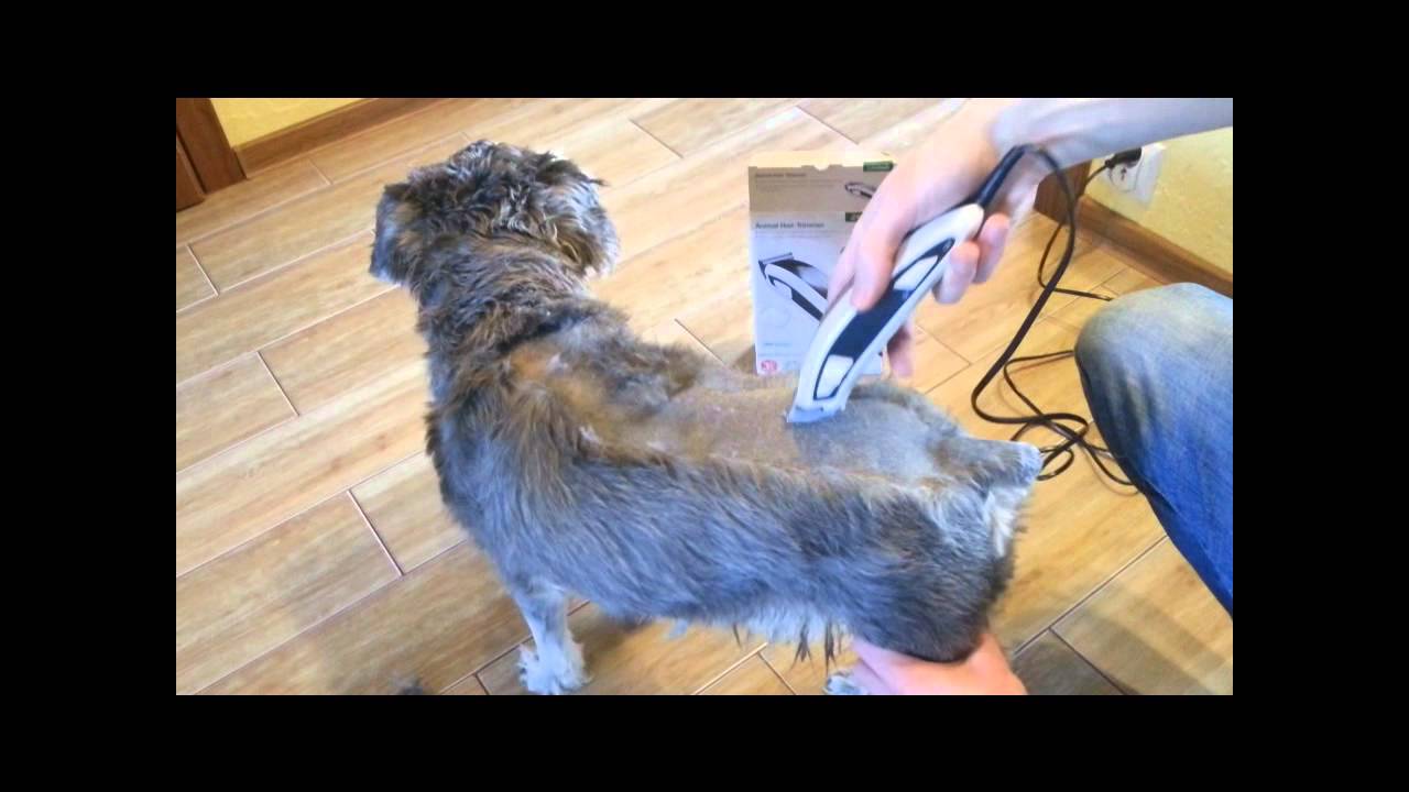 Test Strzyżarki Dla Psów Z Lidla Youtube