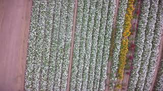 Scouting for insect pests in California flower fields