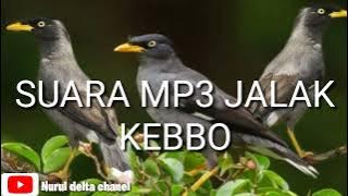 Suara pikat burung jalak kebo