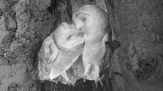 Barn Owls' Sweet Courtship | Discover Wildlife | Robert E Fuller by Robert E Fuller 183,130 views 3 weeks ago 1 minute, 1 second