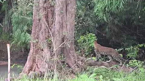 Tadoba Jungle Safari - (Sep 21) an Experience to view Surprise Leopard jump