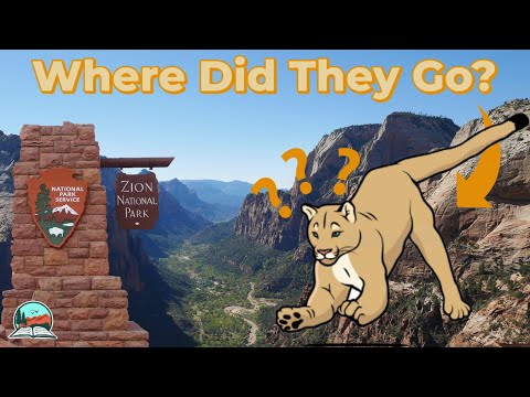 The Curious Case of Zion's Missing Mountain Lions