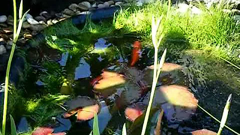 Wie lange brauchen Goldfische zum Laichen?
