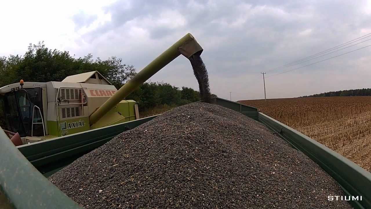 Agroszász Kft. [2012] Napraforgó aratás