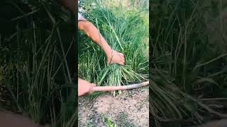 LQR 00000081 mini rotary tillage and ridging all-in one tree short view #travel#beach#flowers