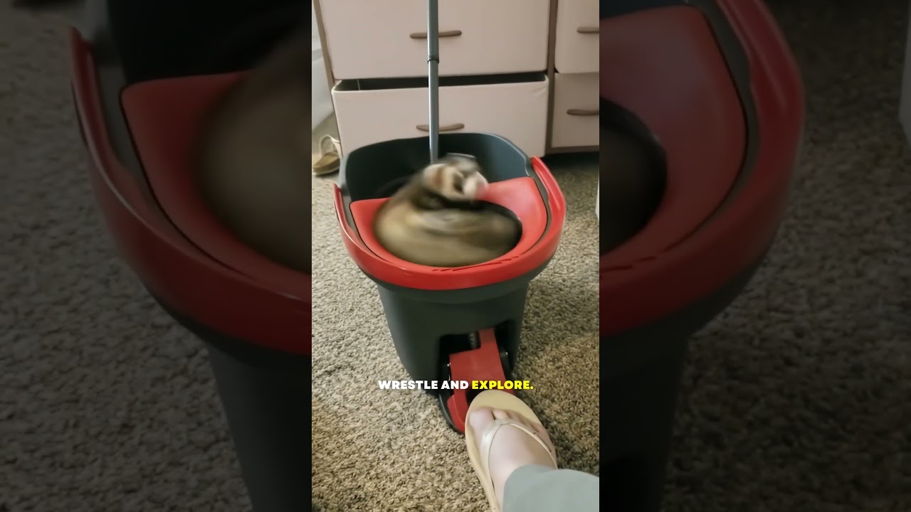 Top 5 facts about ferrets 