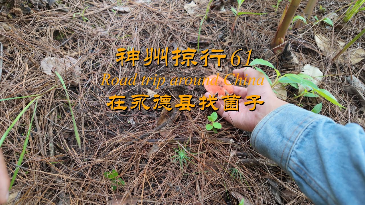 神州掠行 Road trip around China 61 在云南找菌子