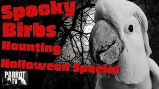 Parrot Town Spooktacular | Haunting Halloween Music for Birds | Parrot TV for Your Bird Room👻