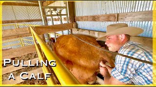 Helping a Heifer Give Birth