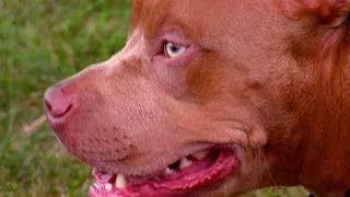 Dog saves sleeping boy from burning home