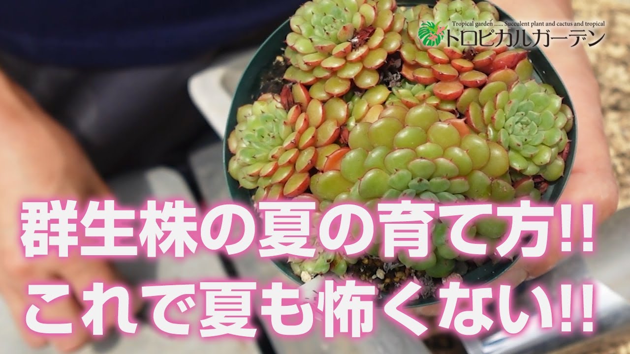 多肉植物】群生株の夏の育て方!!これで夏も怖くない!!【succulent
