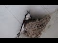 ツバメ_45_巣造り_多摩川_Barn  Swallow_4K