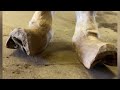 NEGLECTED Horse Gets Much Needed TRIM