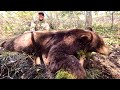 Hunting giant mountain bears our best public land bear hunts