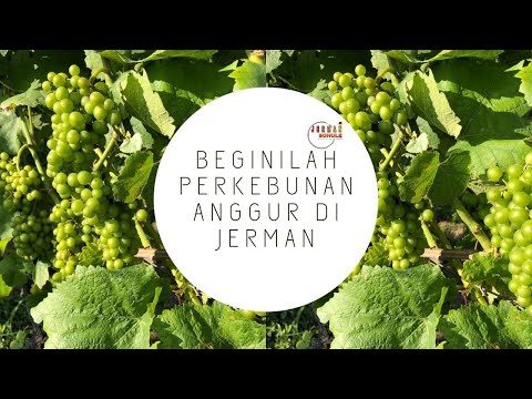 Video: Panduan Lengkap untuk Jalan Anggur Jerman