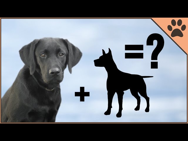 10 Unbelievable Labrador Mix Breeds - Youtube