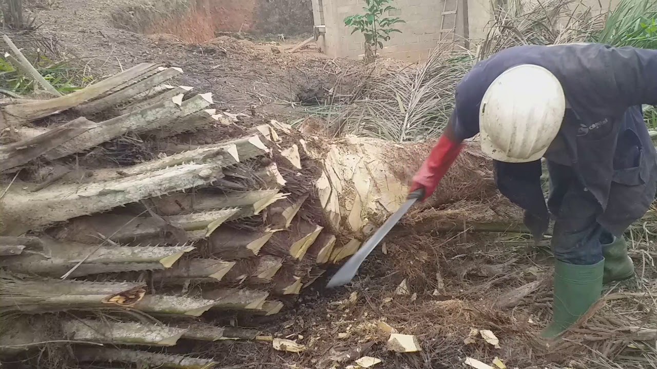 L'extraction du vin de palme a logmay (hénga u maog ma maén)