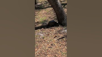 Exploring Gleason Park Spotting More Gopher Tortoises & Turtles! Nature Turtles Wildlife
