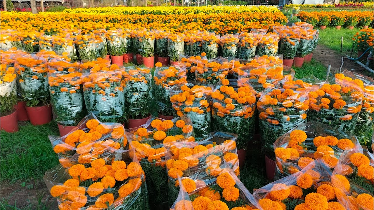 cập nhật tình hình phát triển của vạn thọ và Xuất vườn một số vạn thọ, vạn thọ hoa Tết 2024