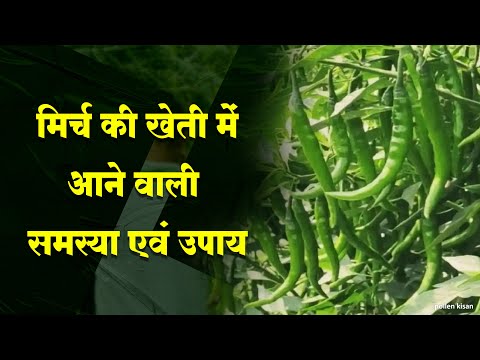 मिर्च की फसलें: कीट, रोग और उनका नियंत्रण कैसे करें - 01 | Pollen Kisan