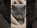 😻 Cute Cat Mood Video 🐾 | Sleeping Cat Vibes ✨ #Shorts #relax #ciute