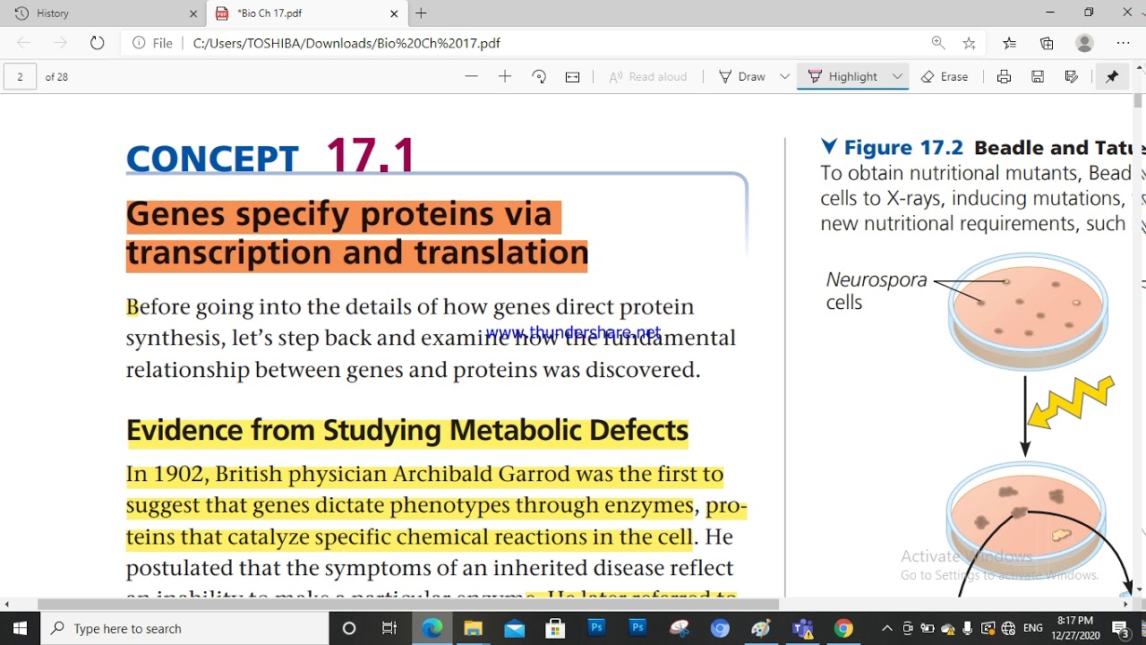 Chapter 17 : Gene expression 1